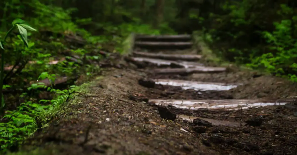 Worms Eyeview of Forest