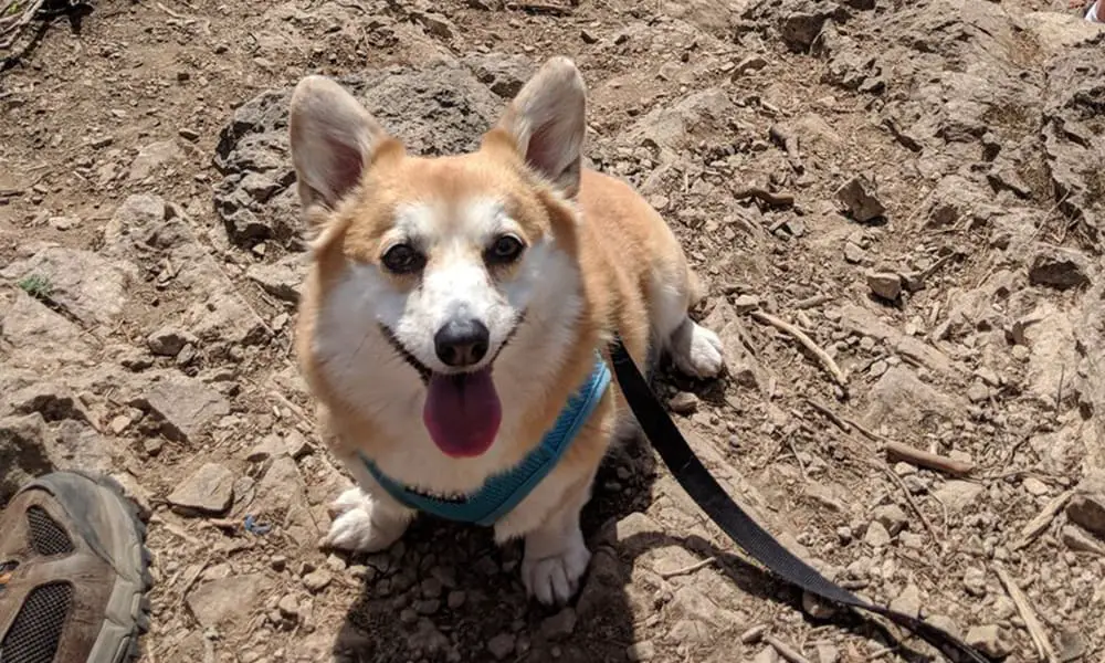 Rattlesnake Ridge Dog Friendly