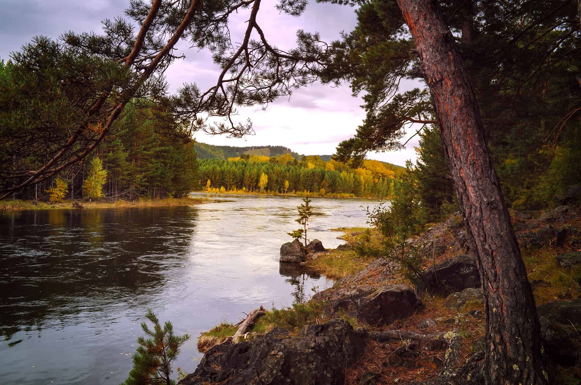 Photo of tree near a body of water